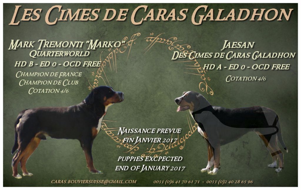 Des cimes de caras galadhon - Grand bouvier suisse - Portée née le 25/01/2017