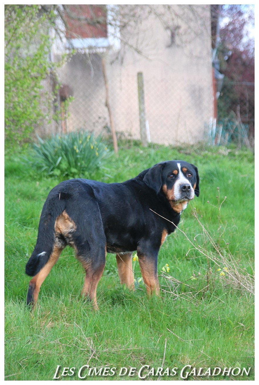 Nimloth Des cimes de caras galadhon