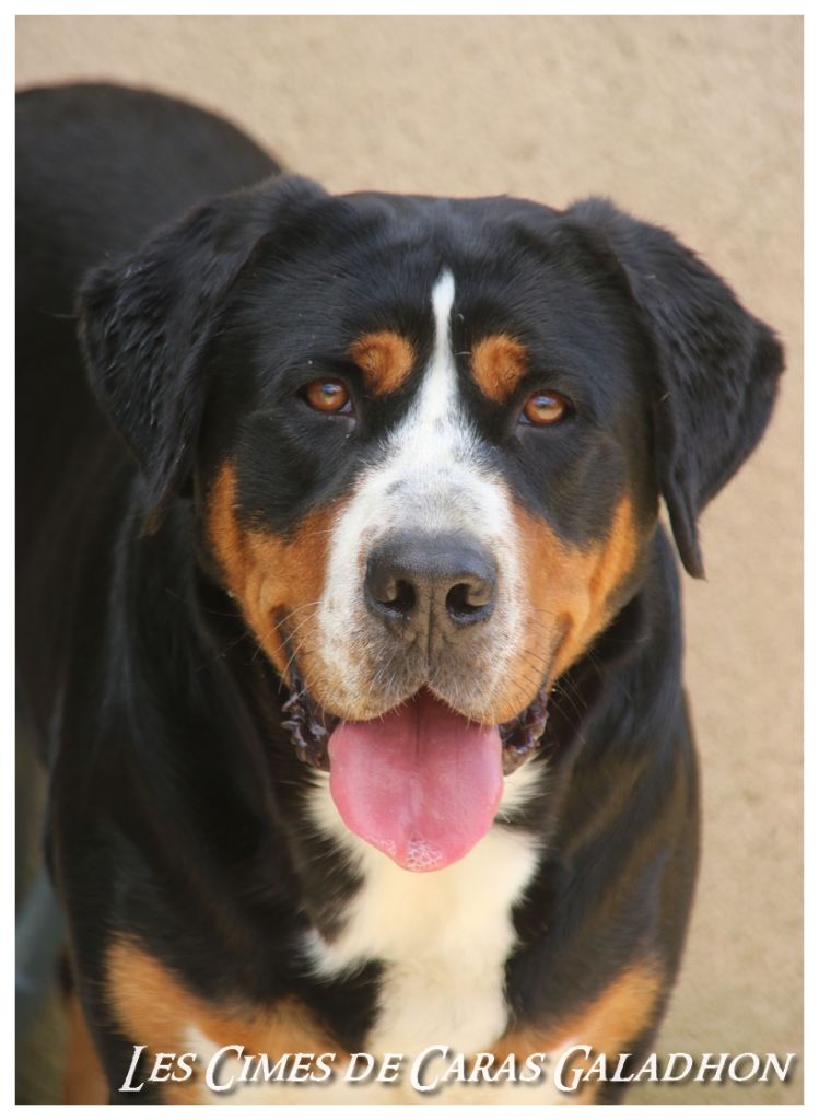 Tol-morwen Des cimes de caras galadhon