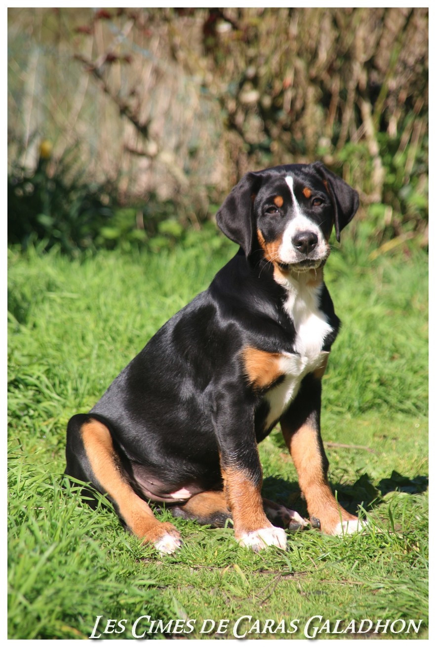 Aerial Vilya Des cimes de caras galadhon