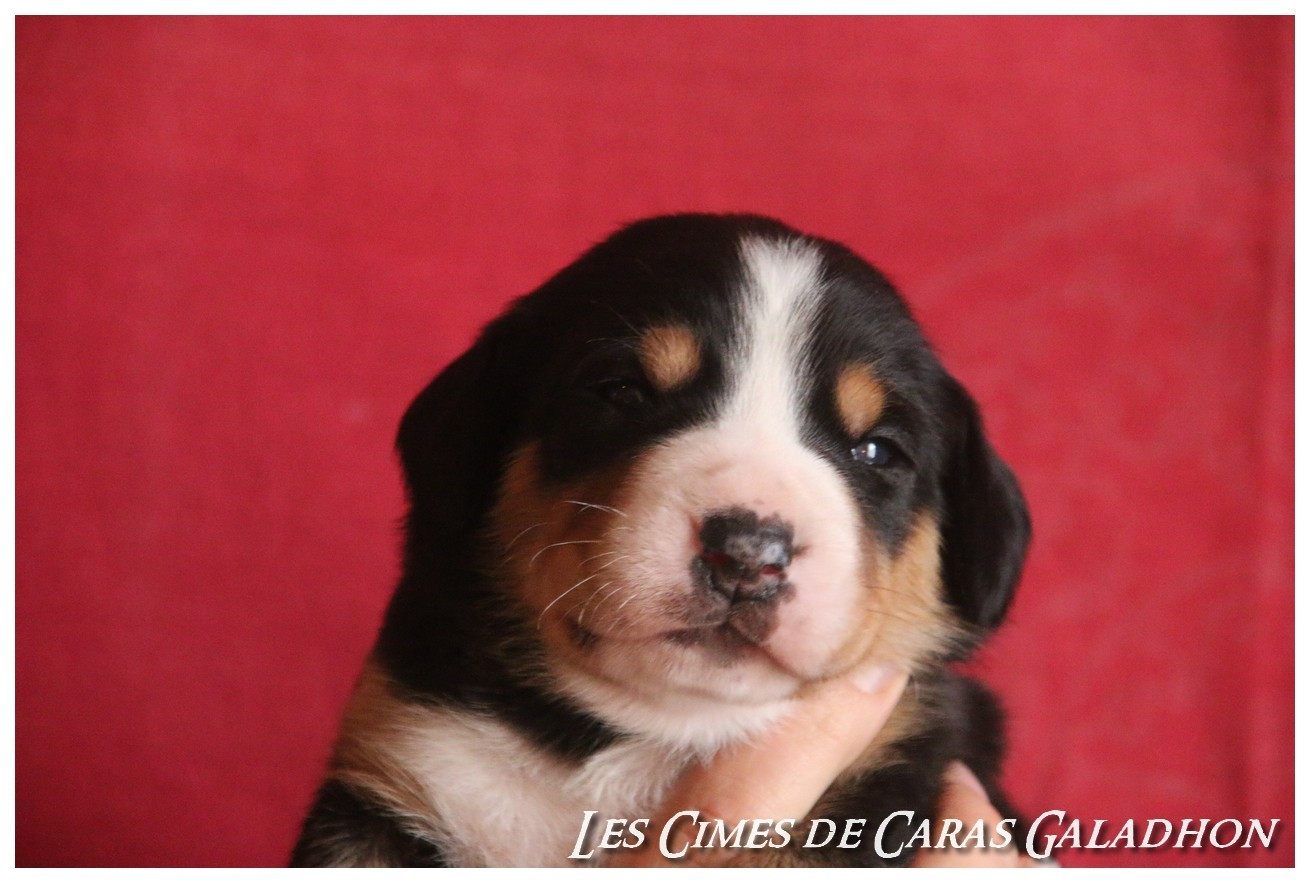 Des cimes de caras galadhon - Chiots disponibles - Grand bouvier suisse