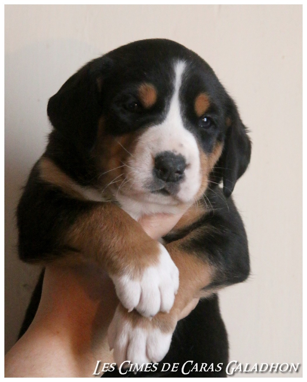 Des cimes de caras galadhon - Chiots disponibles - Grand bouvier suisse