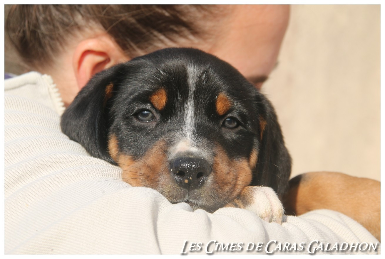 Chiot Grand bouvier suisse Des cimes de caras galadhon
