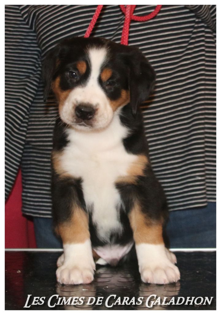 Des cimes de caras galadhon - Grand bouvier suisse - Portée née le 24/09/2018