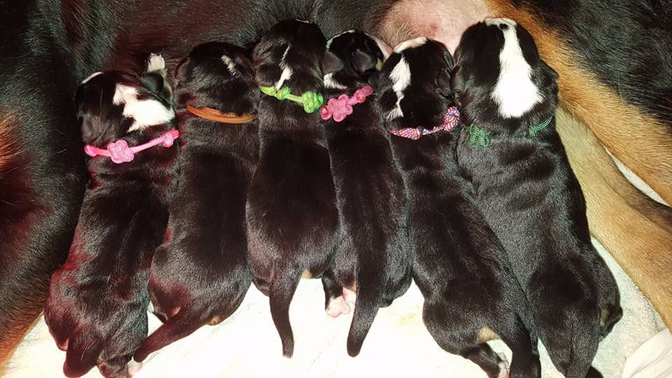 Chiot Grand bouvier suisse Des cimes de caras galadhon