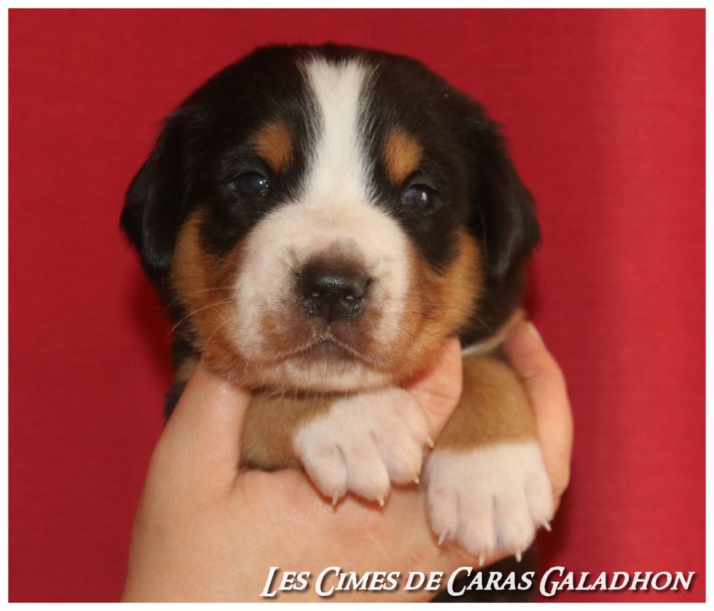 Des cimes de caras galadhon - Grand bouvier suisse - Portée née le 14/10/2020