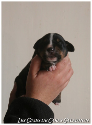 Femelle Sans collier